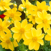 Dahlia Mignon Yellow